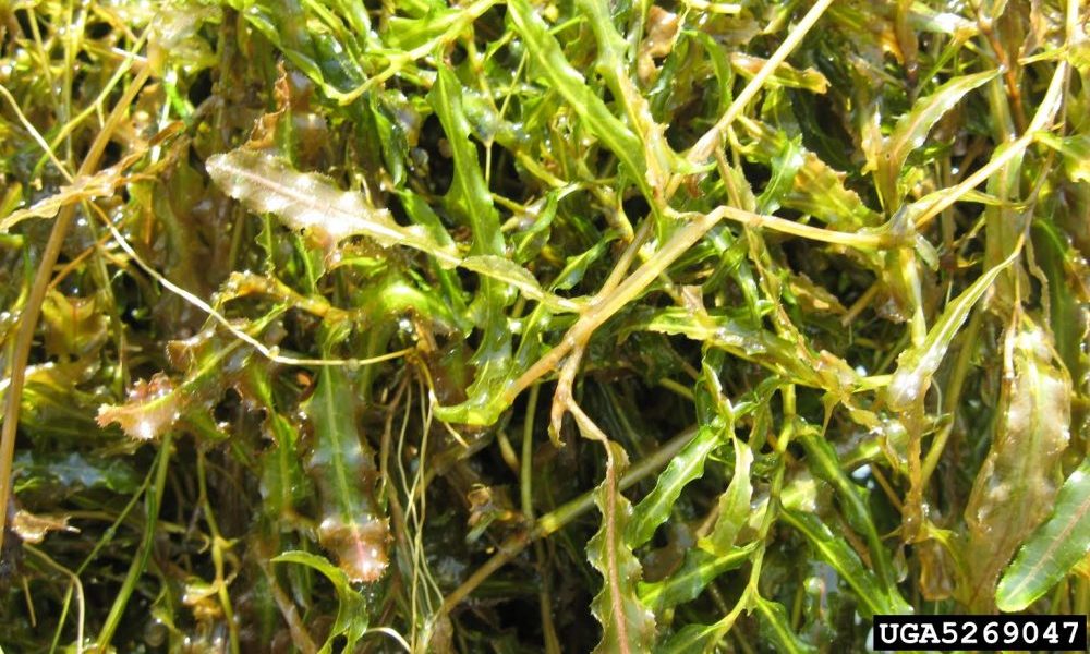 Curlyleaf Pondweed invasive aquatic species