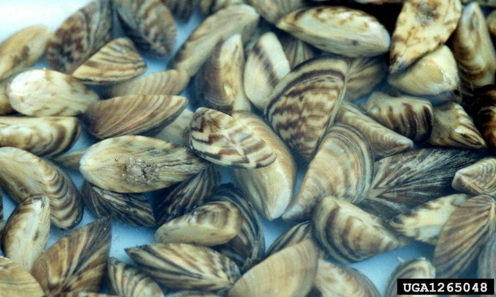 zebra mussel invasive species