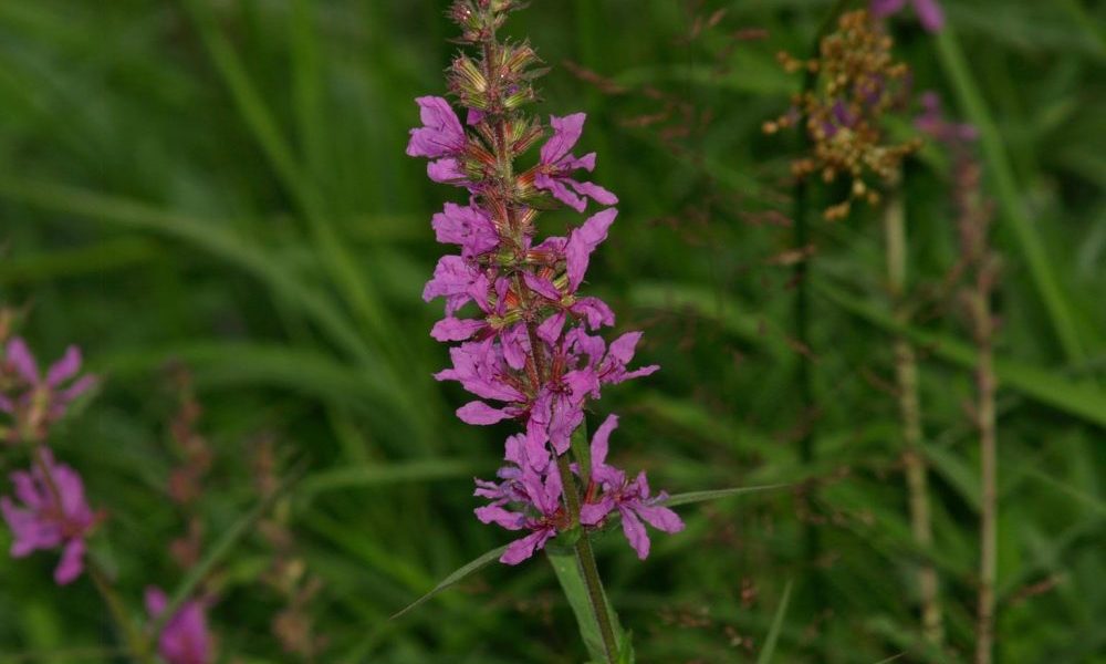 purple loosetrife invasive species