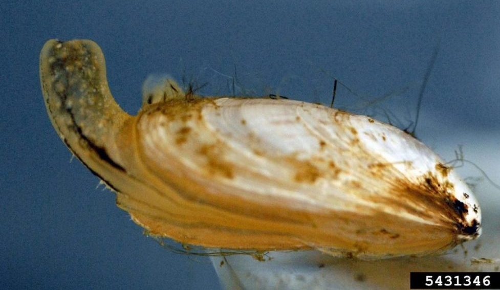 quagga mussel invasive species up close