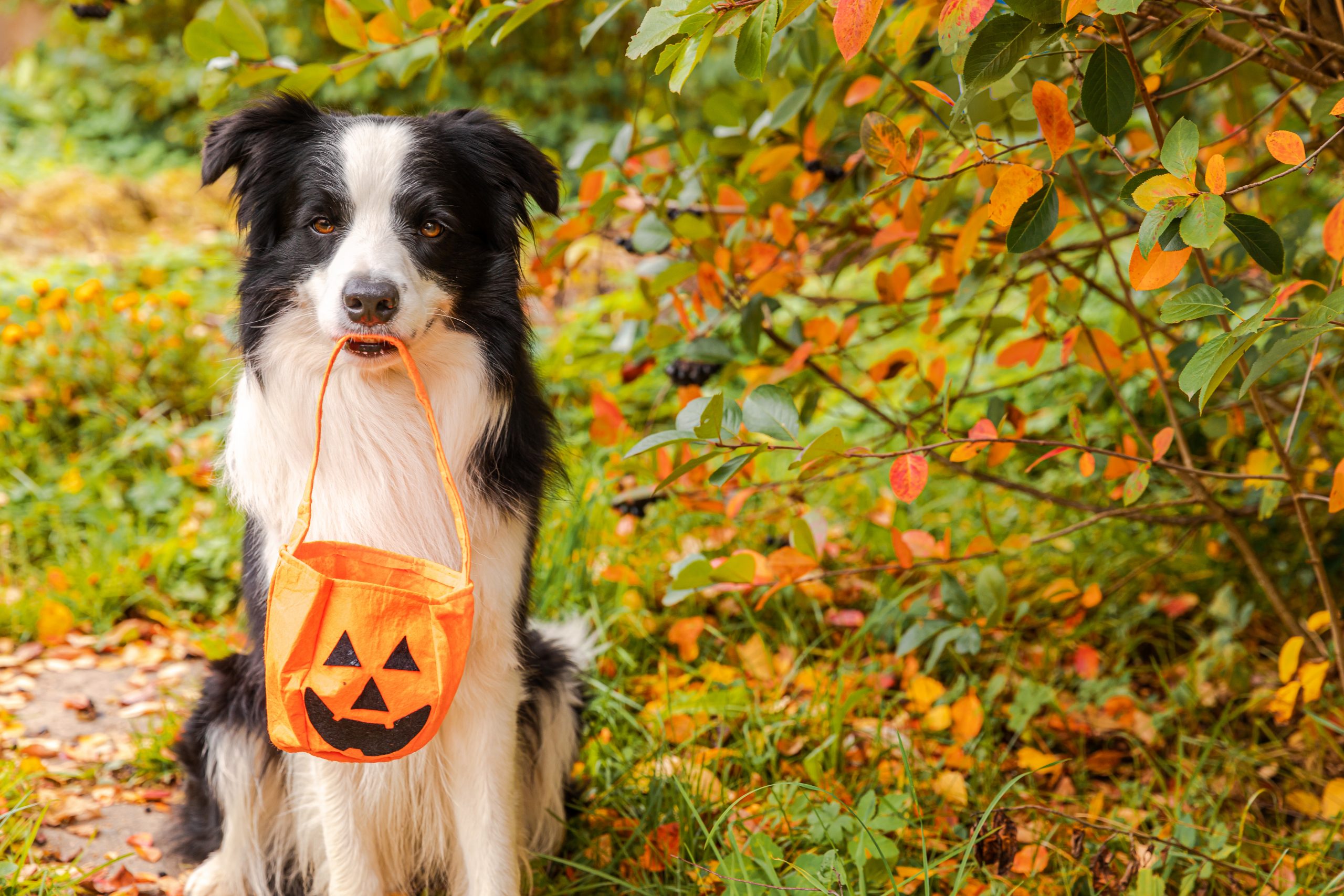 dog trick or treating halloween fall