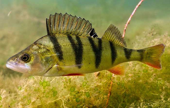 photo of a yellow perch in the water